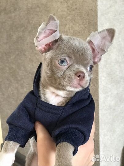 Кофта для щенка