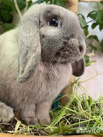 Аренда кролика