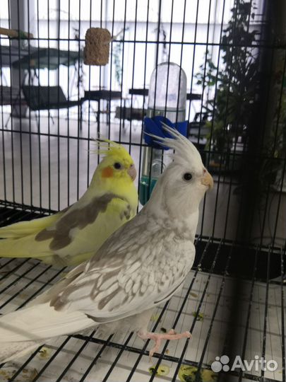 Попугай корелла белый безщекий