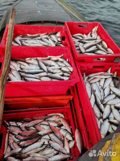 Рыба пелядь