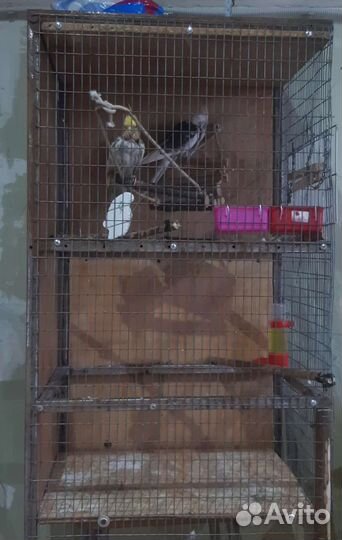 Попугай корелла с клеткой