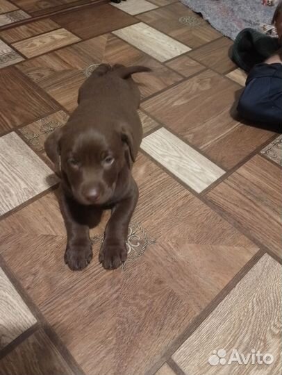 Щенки лабрадора шоколадные,черные
