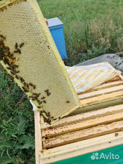 Цветочный мёд