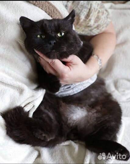 Кот Джо блек