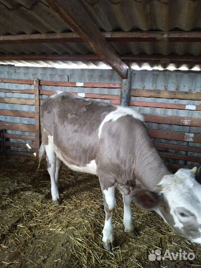 Тëлочка 10 месяцев