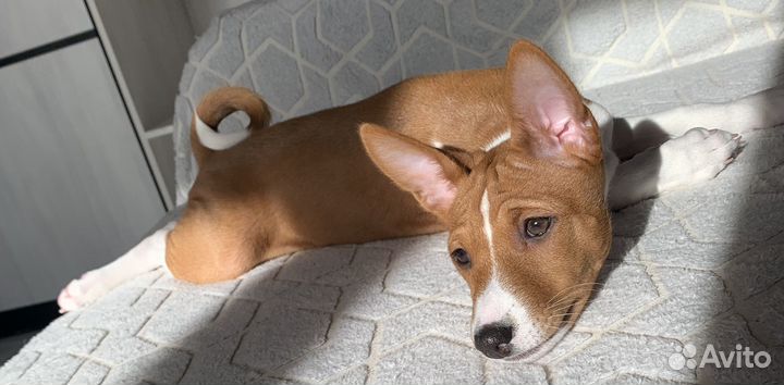 Щенки Басенджи