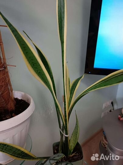 Сансевиерия