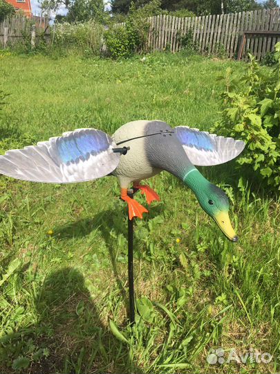 Утка махокрыл