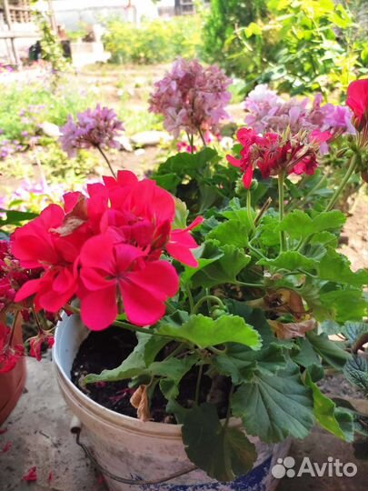 Пеларгония герань, комнатные растения