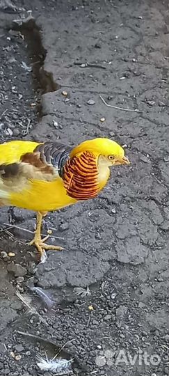 Декоративная птица