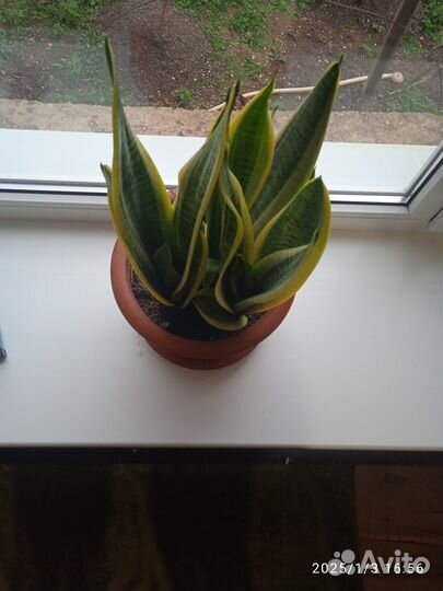 Сансевиерия