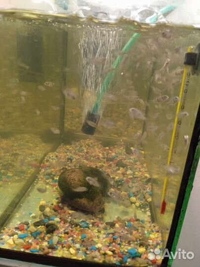 Аквариумные рыбки цихлиды