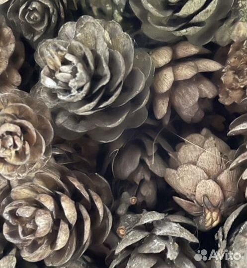 Шишки лиственницы