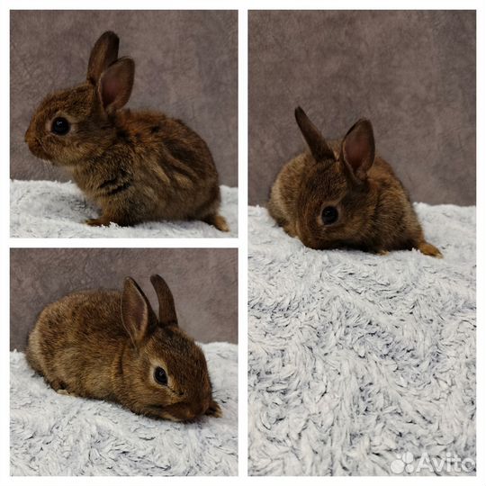 Декоративные карликовые кролики