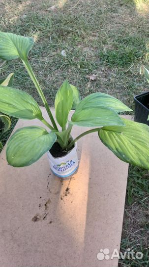 Многолетние растения