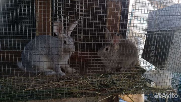 Клетки для кроликов и кур