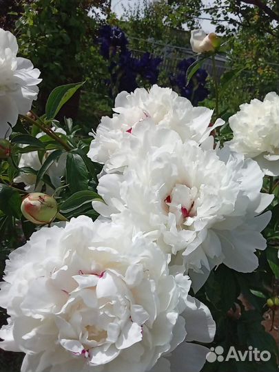 Пион Фестива Максима