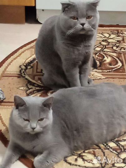 Котята британские