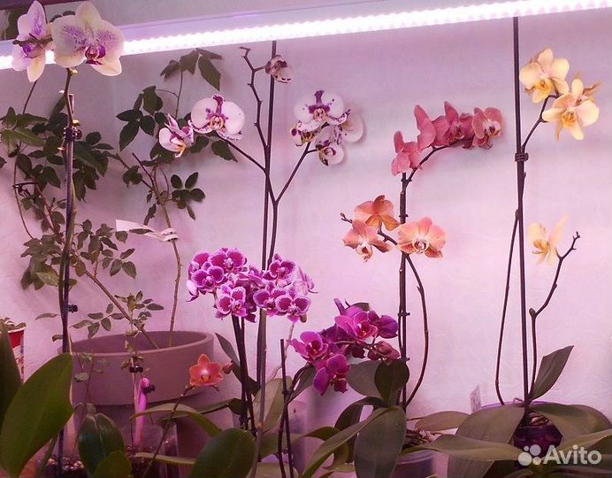 Орхидея фаленопсис