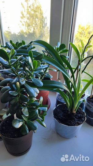 Комнатные расстения, разные