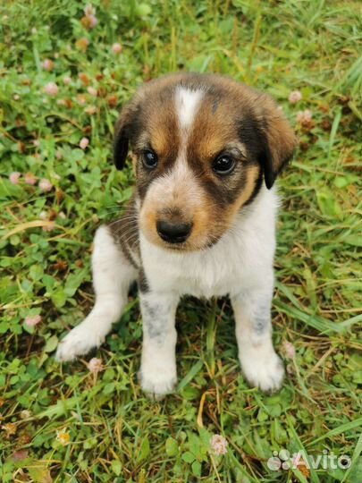 Щенки в добрые руки