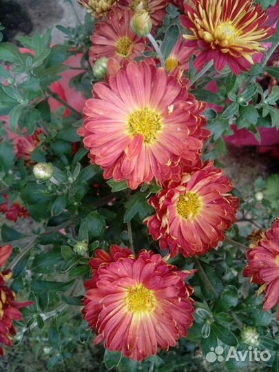 Хризантемы