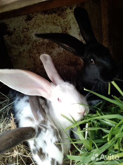 Кролики мясных пород