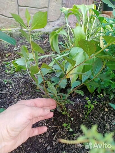 Вейгела саженцы