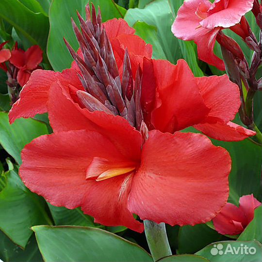 Канны (цвет - разный )