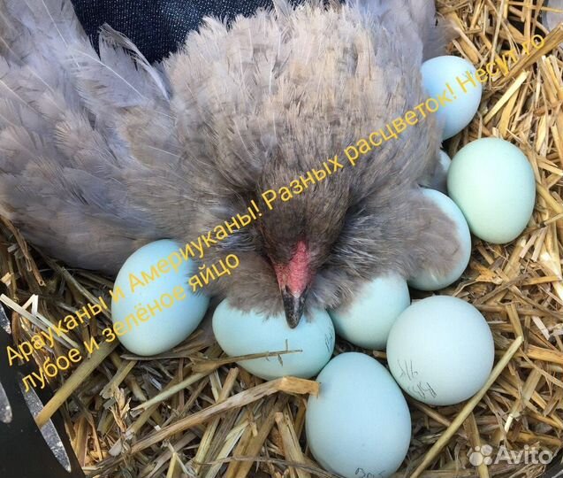 Куры, цыплята породная