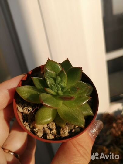 Суккуленты коллекционные
