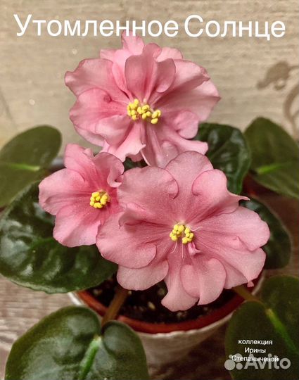 Листики фиалки