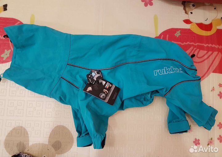 Одежда для собак, ошейник