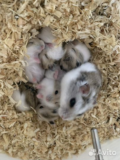 Джунгарский хомяк