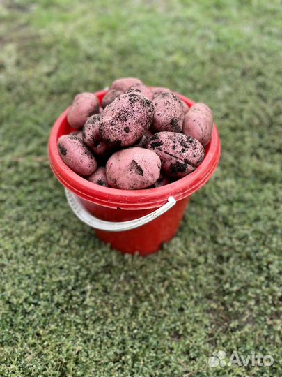 Картофель новый урожай