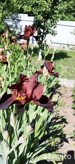 Ирисы сортовые