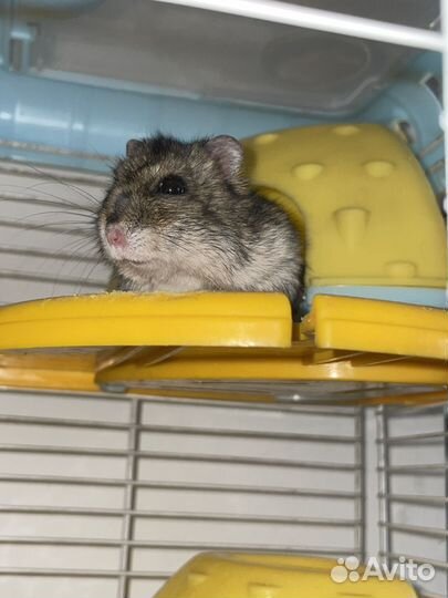 Джунгарские хомяки, мальчик и девочка