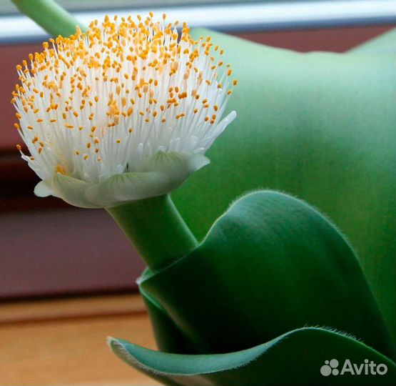 Гемантус, филодендрон, сингониум, кротон, фикус