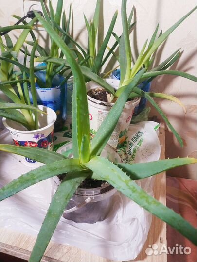 Алоэ вера лечебный