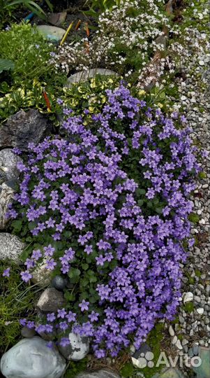 Саженцы многолетников/ хосты/суккуленты
