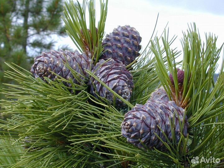 Сосна кедровая привитая