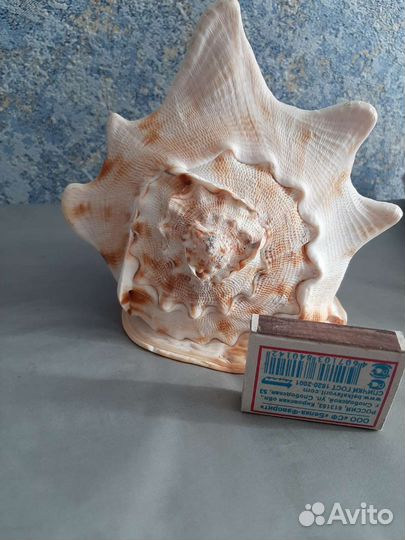 Ракушки морские