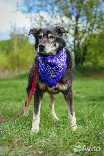 Собака в добрые руки отдам бесплатно