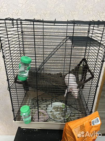 Крыски с клеткой