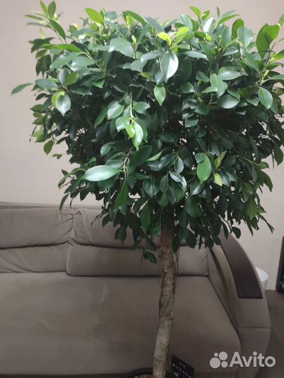 Фикус нитида 170 см+
