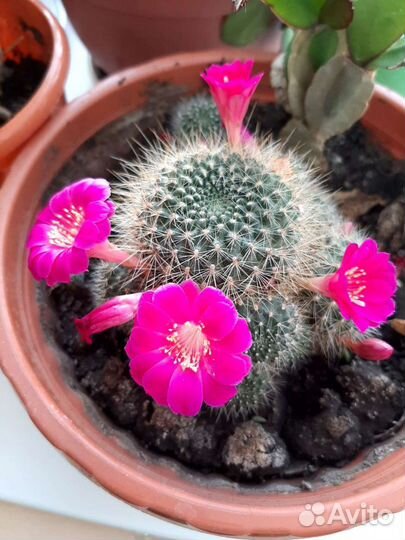 Кактус цветущий