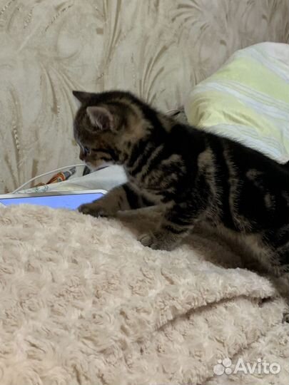 Шотландские мраморные котята