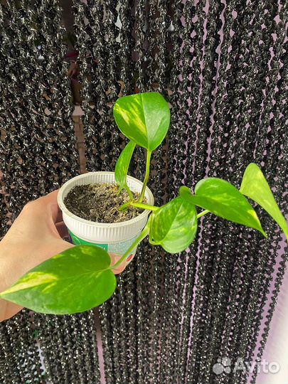 Комнатные цветы