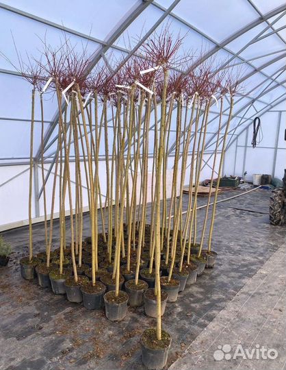 Ива Хакура Нишики штамб 100-200 см