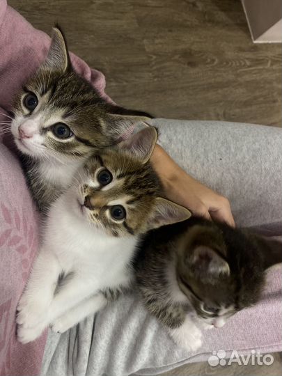 Отдам котят в добрые руки